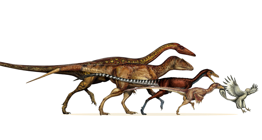 An artists impression of the dinosaur-bird evolutionary transition