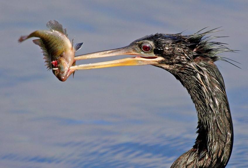 Some birds (like this anhinga) can even spearfish!