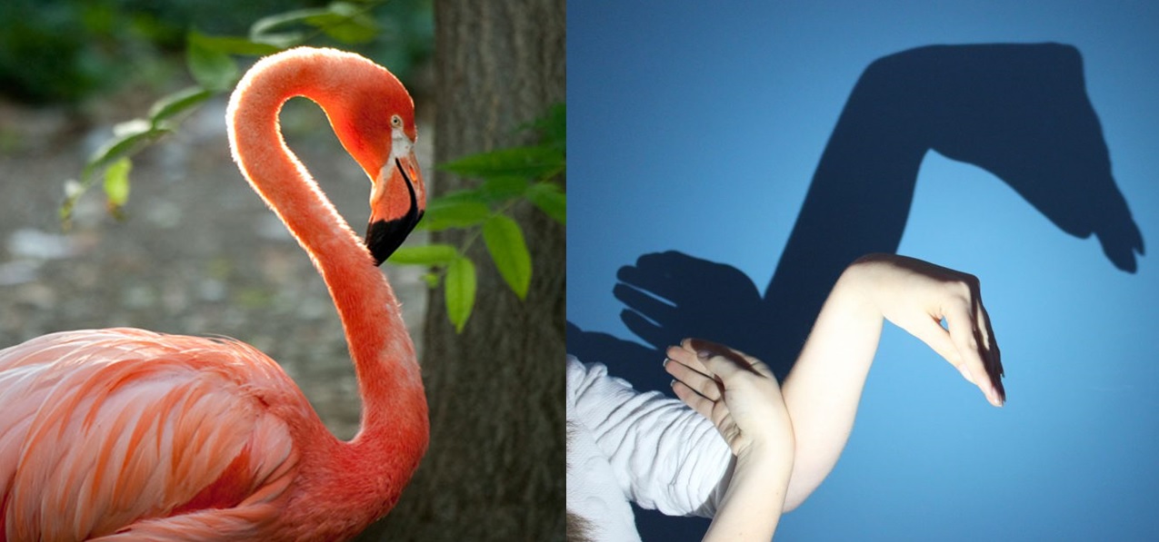 Birds can use their head and neck like we use our arms