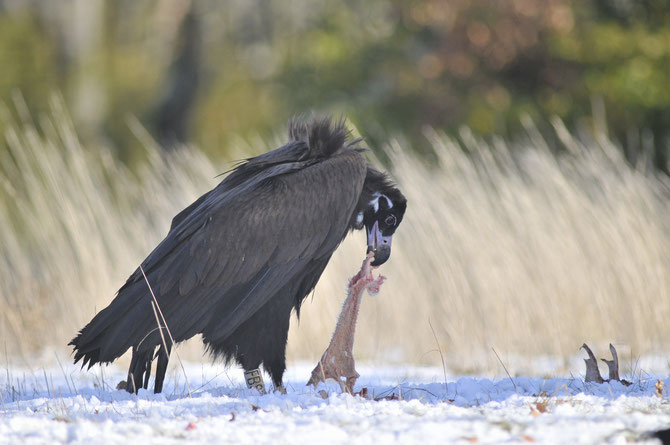 Vultures use their powerful neck to rip flesh from carcasses